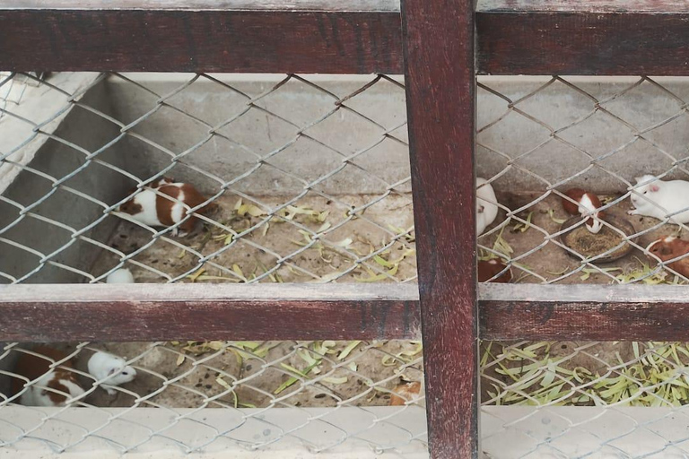 Huaca Pucllana & Parque del Olivar Tour