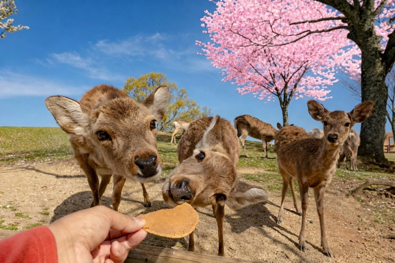 Osaka:Kyoto & Nara & Uji Tour, Todaiji, Fushimi Inari Taisha Nara & Kyoto & Uji Tour | 8:00 AM from Osaka