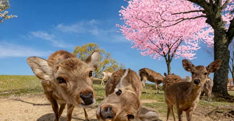 Kyoto/Osaka: Nara, Fushimi Inari Taisha, Arashiyama Bus Tour photo 4