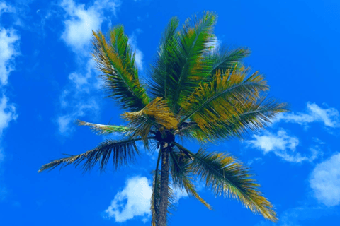 Zanzibar: Spice Farm Guided Walking Tour With Lunch