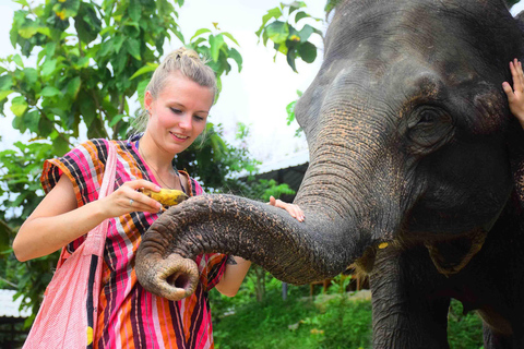 Phuket : programme d'alimentation des éléphants