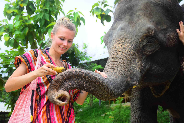 Phuket: programma voor het voeren van olifanten