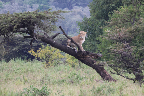 De Arusha: Visita a Tarangire, Serengeti e Lago Manyara