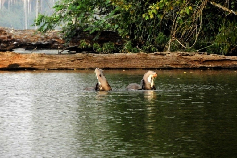 Jungle Tambopata 2D |Monkey Island + Search for alligators|