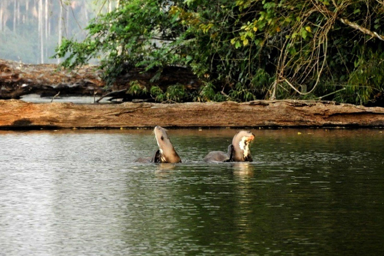 Puerto Maldonado: 4D excursie naar Tambopata Nationaal Reservaat