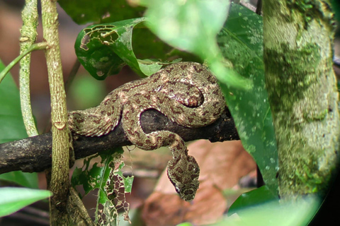 Manuel Antonio Jungle Night Tour