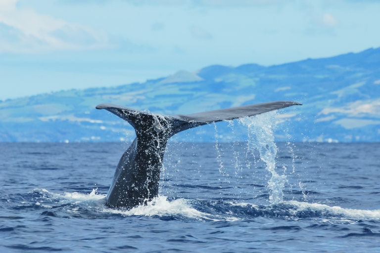 Vanuit Ponta Delgada: walvissen en dolfijnen spottenWalvissen en dolfijnen spotten op Zodiac Boat