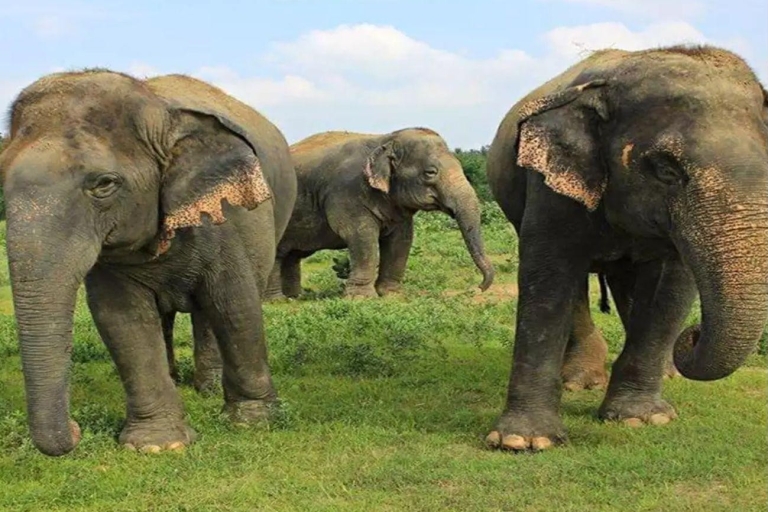 Z Delhi: Wycieczka do Tadź Mahal z Centrum Ochrony Słoni