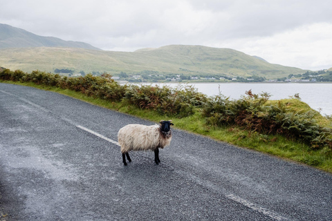 Chauffeur privé à Galway : Visites et transferts personnalisés