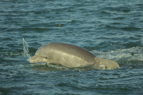 Cocoa Beach: Dolphin, Manatee, and Wildlife Boat Tour