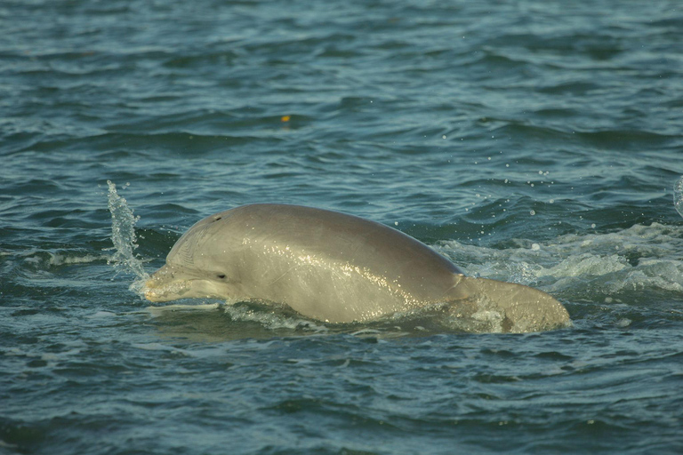 Cocoa Beach: Dolphin, Manatee, and Wildlife Boat Tour