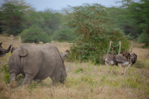 Nairobi: 3-Day Safari to Ol Pejeta and Ol Jogi Conservancies