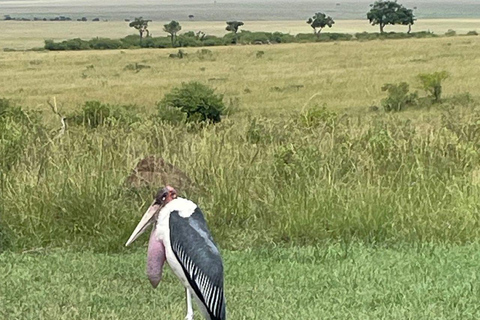 Nairobi: 3-Day epic trip to Maasai Mara Reserve with meals 3 days, 2 nights private safari to Mara in a tourist VAN