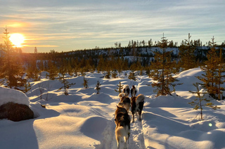 Dog sled rides with 5 nights in Härjedalen, Ängersjö