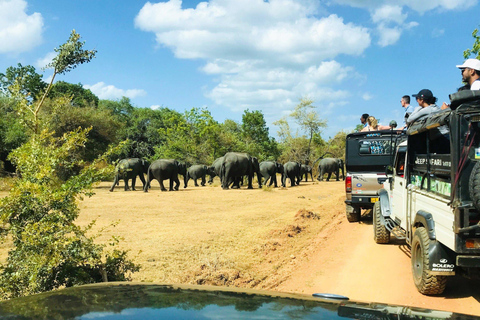 From Dambulla: Cave Temple & Kaudulla National Park Safari