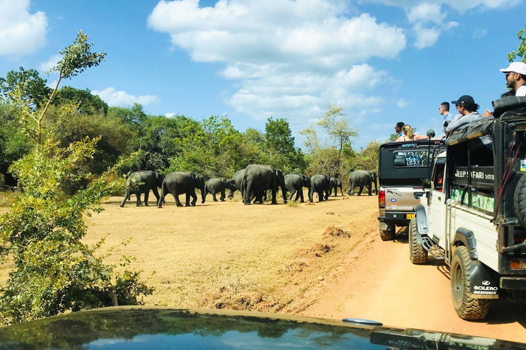 From Dambulla: Cave Temple & Kaudulla National Park Safari