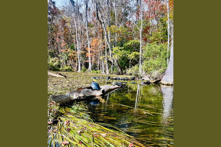 Orlando: Silver Springs Guided Kayak Tour with Shuttle