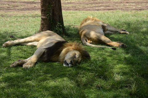 3 days Masai Mara with Giraffe Centre visit joining safari Upgrade your accommodation to lodge