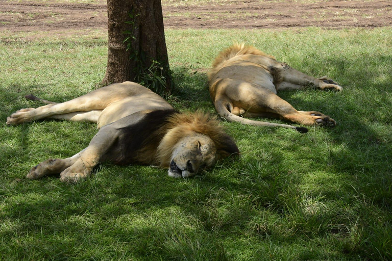 3 days Masai Mara with Giraffe Centre visit joining safari Upgrade your accommodation to lodge