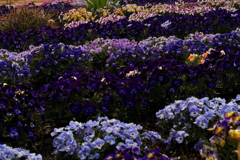 Tokyo: Private Guided Tour Mount Fuji , Hakone & Lakes