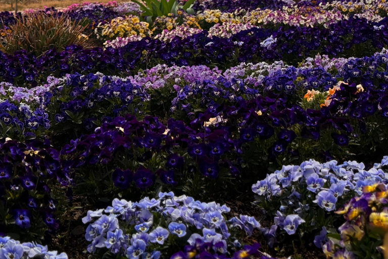 Tokyo: Private Guided Tour Mount Fuji , Hakone & Lakes