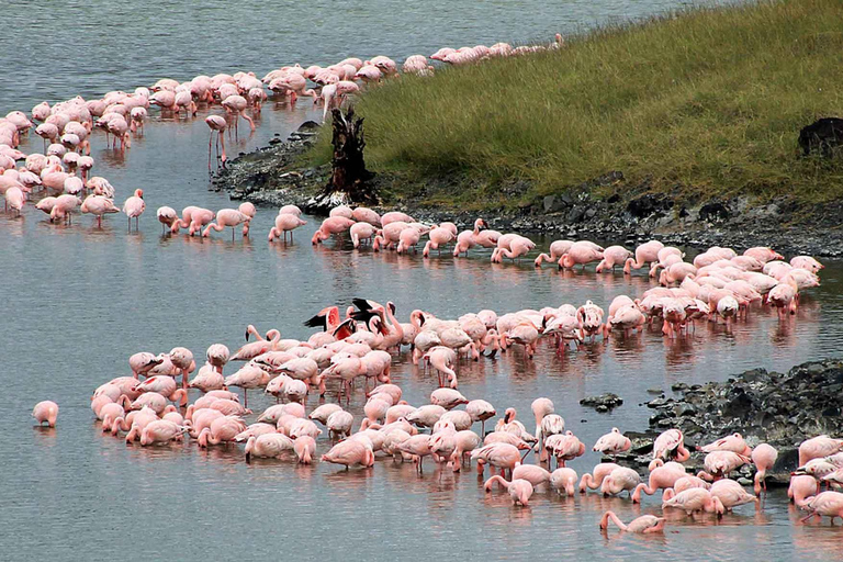 Arusha: National Park Day Trip with Walking Safari