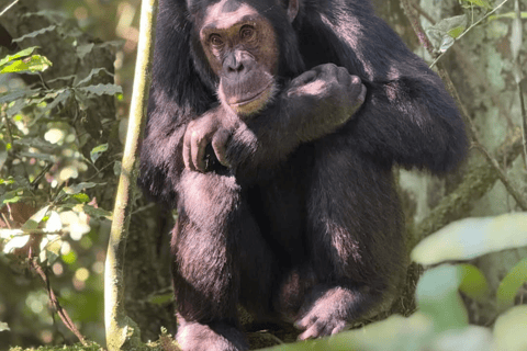 From Kigali: 3-Day Nyungwe Forest National Park Tour