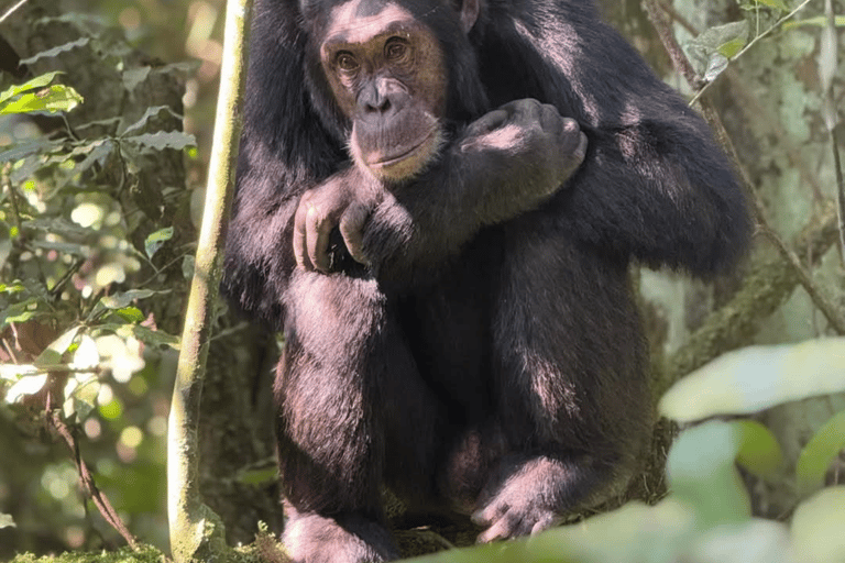 From Kigali: 3-Day Nyungwe Forest National Park Tour