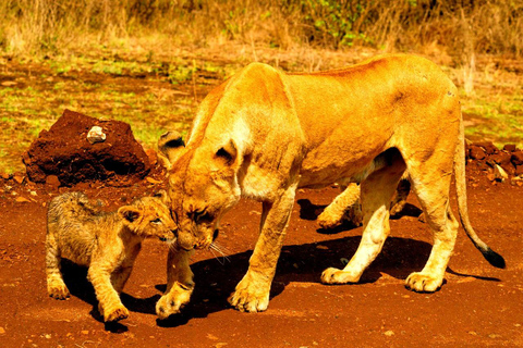 Meio dia de safari no Parque Nacional de Nairobi com serviço de busca