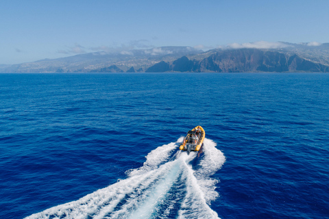 Funchal: Passeio de lancha rápida para observação de baleias e golfinhosFunchal: passeio de lancha para observação de baleias e golfinhos