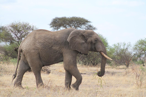 safari de 3 días por la migración del serengeti