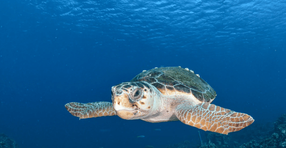Explore Curaçao’s Natural Wonders – Guided Island Tour
