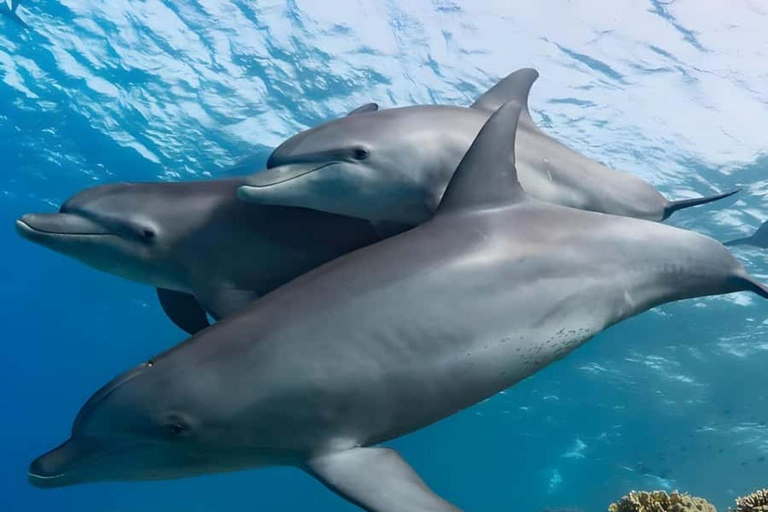 زنجبار: جزيرة منيمبا وغابة جوزاني والسلاحف البحرية