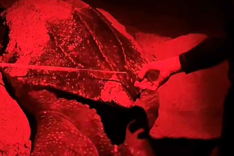 Giant Sea Turtle Conservation Tour in Bocas del Toro