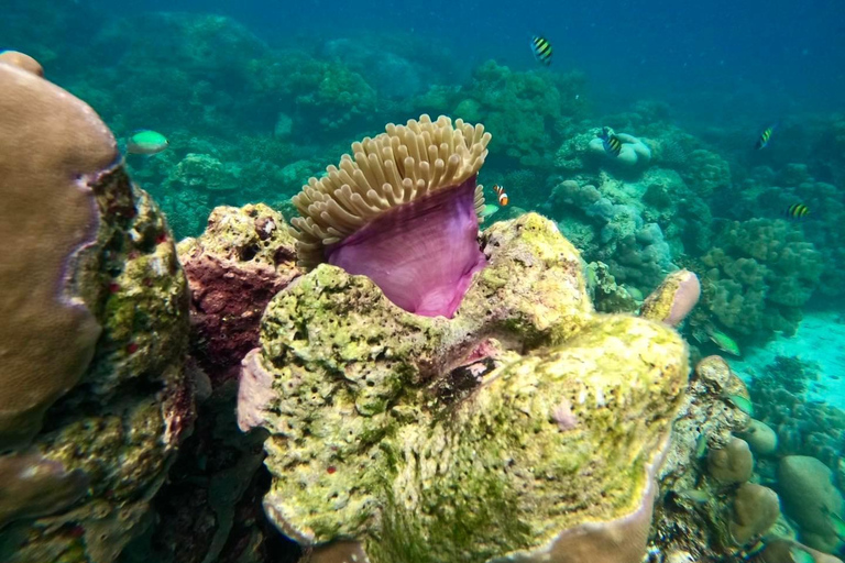 Khao Lak : Excursion de plongée en apnée dans les îles Surin avec le village Moken