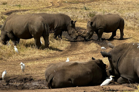 Nairobi National Park 5-Hour Game Drive Morning or Afternoon