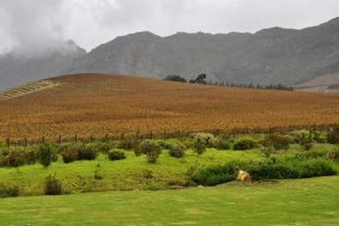 From Cape Town: Stellenbosch Wine Estates Tour with Tastings