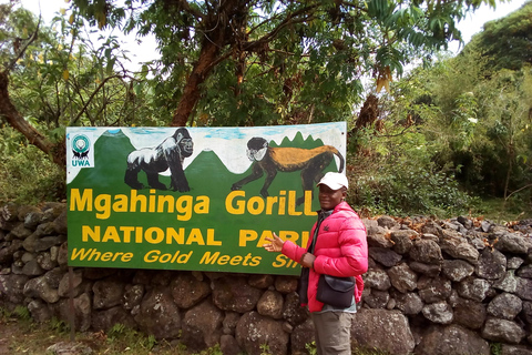 Rwenzori Mt.hike, Chimps trekking & game drive gorrilla