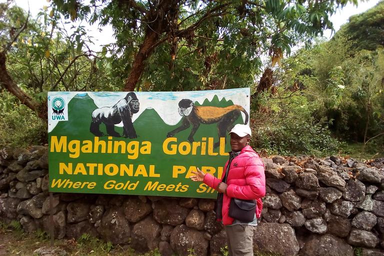 Caminhada no Monte Rwenzori, trekking com chimpanzés e passeio de carro com gorila