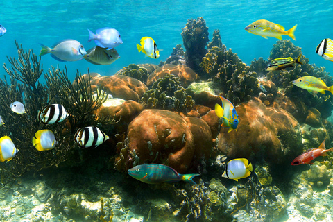 Akumal Reef & Turtle Swim Single Tour