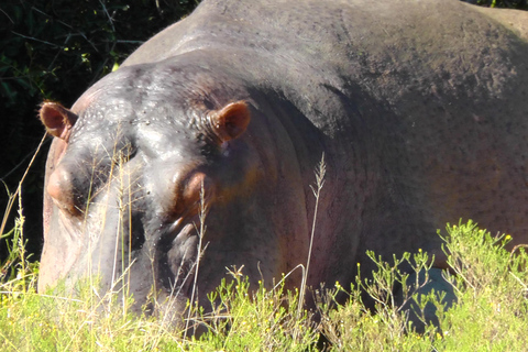 Schotia Safari – Big 5 Experience with High Lion Sightings