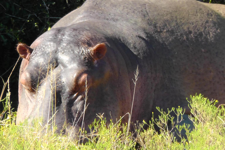 Schotia Safari – Big 5 Experience with High Lion Sightings