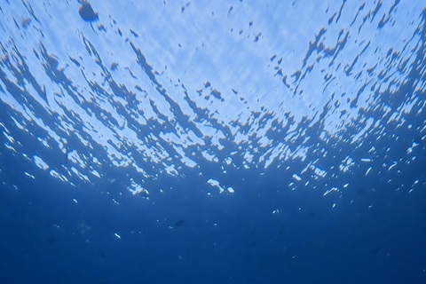 Waikiki : Visite en petit groupe du Turtle Canyon avec masque et tuba