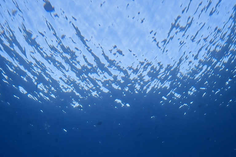 Waikiki : Visite en petit groupe du Turtle Canyon avec masque et tuba