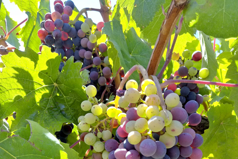 Flavors and wellness: wines, hot springs and gastronomy in Mendoza