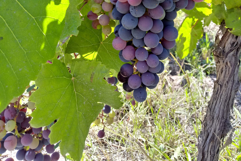 Flavors and wellness: wines, hot springs and gastronomy in Mendoza