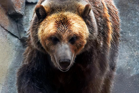 Chicago: A Guided Walking Tour of Lincoln Park Zoo