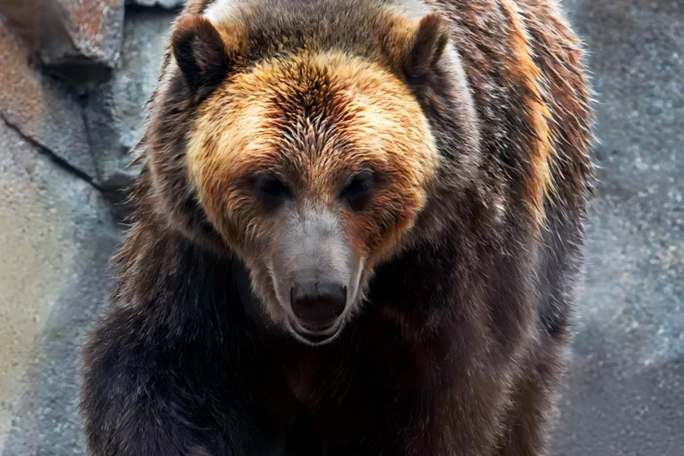 Chicago: A Guided Walking Tour of Lincoln Park Zoo