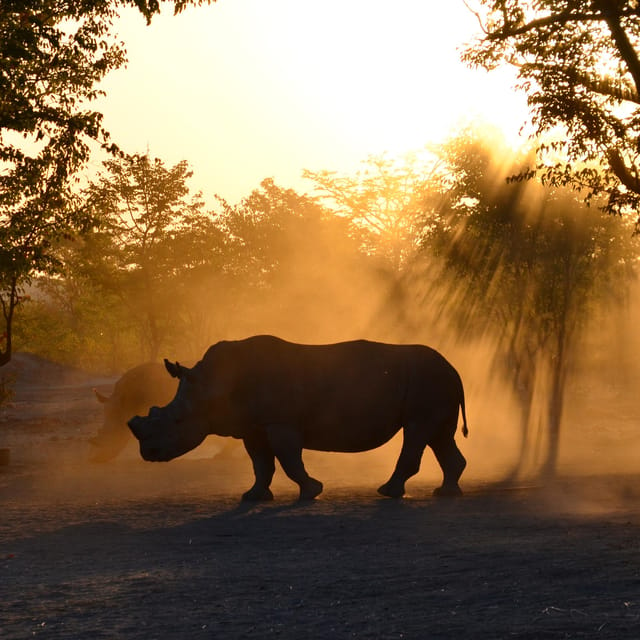 Game drive & white rhino experience | GetYourGuide