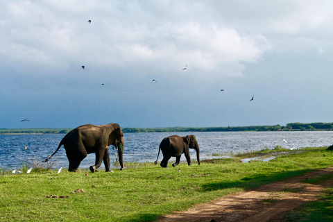 Safári no Parque Nacional Minneriya com jipe e ingresso de entrada